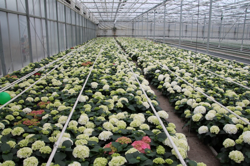 pepiniere-LIEUCHE-min_nursery-hydrangea-white-flowers-greenhouse-flower-1609210-pxhere.com